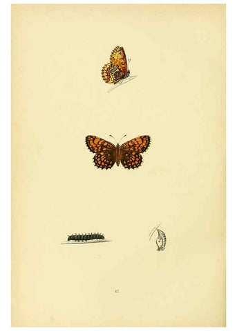Reproducción/Reproduction 6073613982: A history of British butterflies London :John C. Nimmo,1890