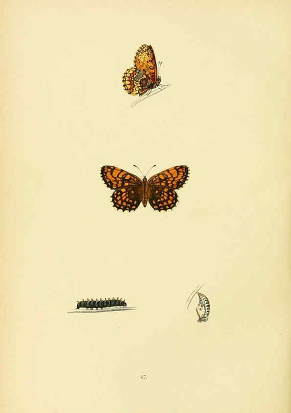 Reproducción/Reproduction 6073613982: A history of British butterflies London :John C. Nimmo,1890