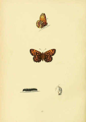 Reproducción/Reproduction 6073613982: A history of British butterflies London :John C. Nimmo,1890