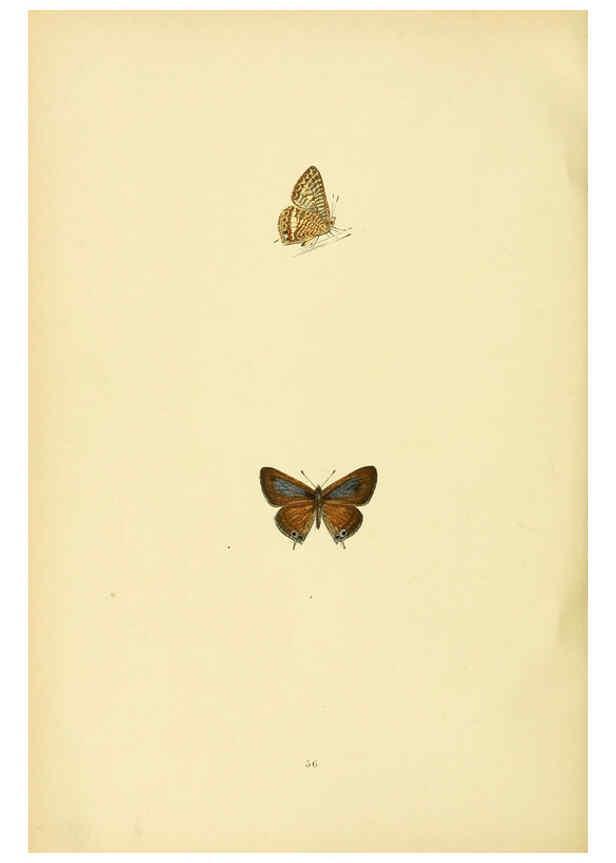 Reproducción/Reproduction 6073076359: A history of British butterflies London :John C. Nimmo,1890