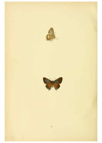 Reproducción/Reproduction 6073076359: A history of British butterflies London :John C. Nimmo,1890