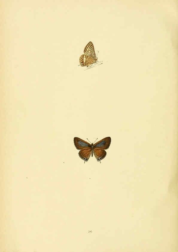 Reproducción/Reproduction 6073076359: A history of British butterflies London :John C. Nimmo,1890