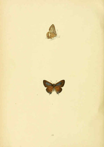 Reproducción/Reproduction 6073076359: A history of British butterflies London :John C. Nimmo,1890