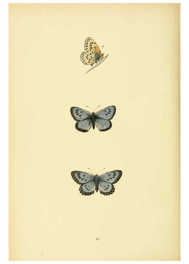 Reproducción/Reproduction 6073076793: A history of British butterflies London :John C. Nimmo,1890