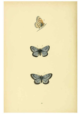 Reproducción/Reproduction 6073076793: A history of British butterflies London :John C. Nimmo,1890