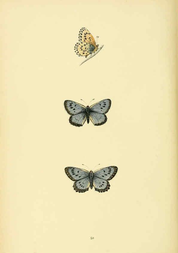 Reproducción/Reproduction 6073076793: A history of British butterflies London :John C. Nimmo,1890