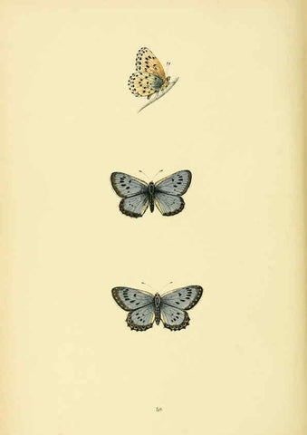 Reproducción/Reproduction 6073076793: A history of British butterflies London :John C. Nimmo,1890