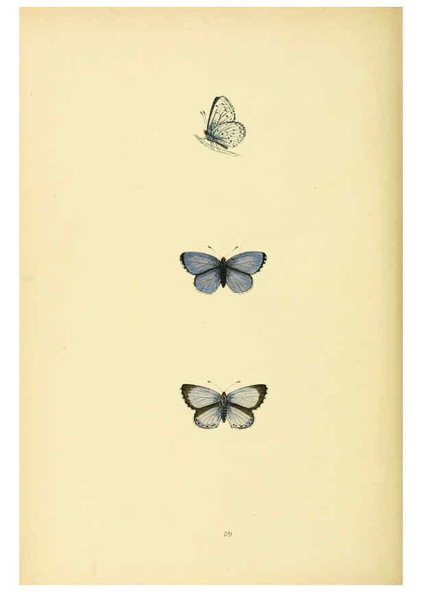 Reproducción/Reproduction 6073617568: A history of British butterflies London :John C. Nimmo,1890
