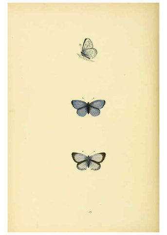 Reproducción/Reproduction 6073617568: A history of British butterflies London :John C. Nimmo,1890