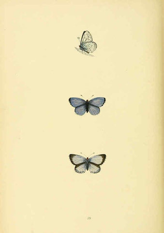 Reproducción/Reproduction 6073617568: A history of British butterflies London :John C. Nimmo,1890
