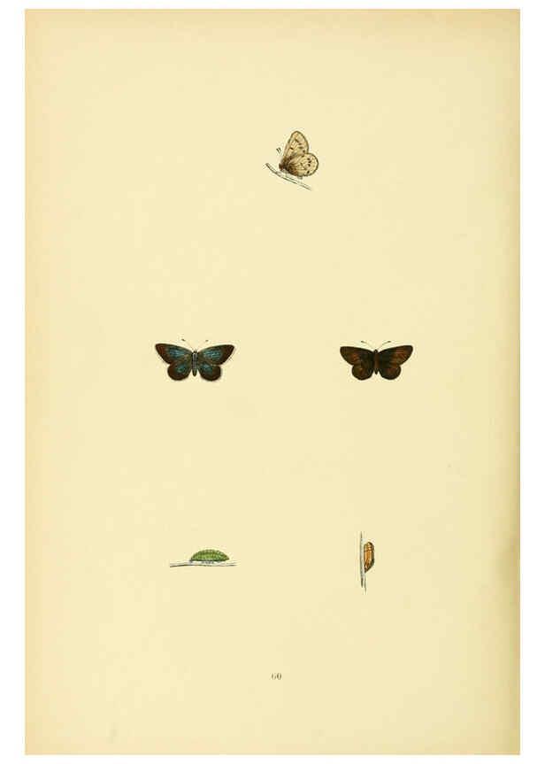 Reproducción/Reproduction 6073617830: A history of British butterflies London :John C. Nimmo,1890