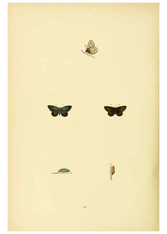 Reproducción/Reproduction 6073617830: A history of British butterflies London :John C. Nimmo,1890