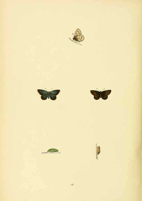 Reproducción/Reproduction 6073617830: A history of British butterflies London :John C. Nimmo,1890