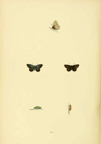 Reproducción/Reproduction 6073617830: A history of British butterflies London :John C. Nimmo,1890