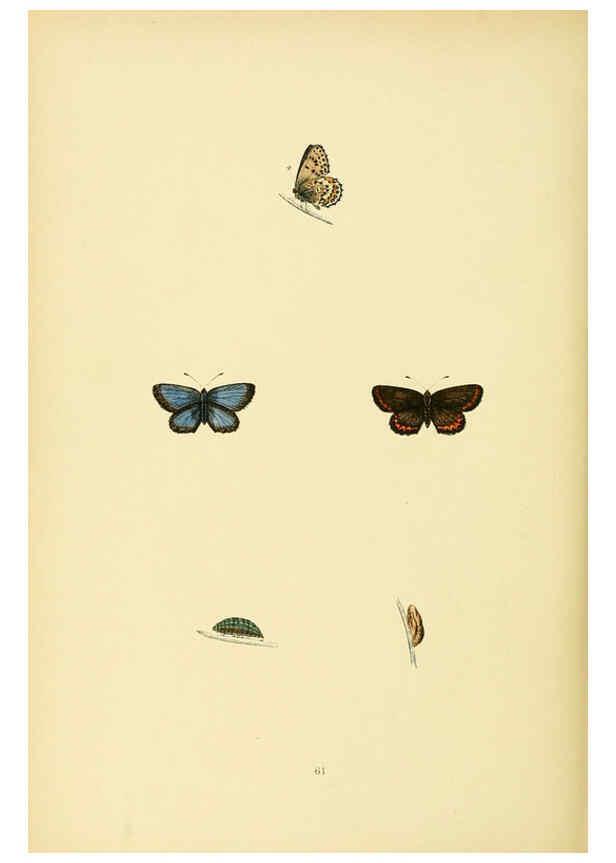 Reproducción/Reproduction 6073618076: A history of British butterflies London :John C. Nimmo,1890