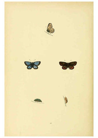 Reproducción/Reproduction 6073618076: A history of British butterflies London :John C. Nimmo,1890