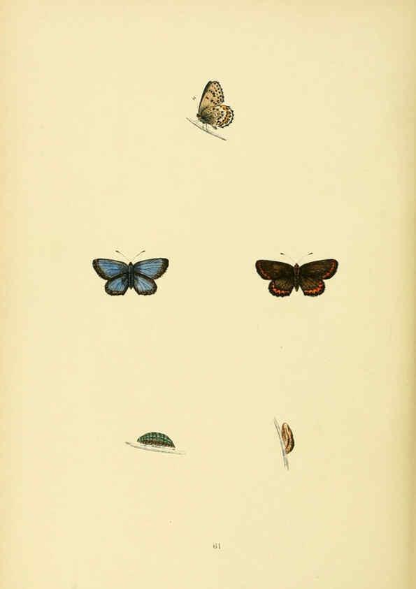 Reproducción/Reproduction 6073618076: A history of British butterflies London :John C. Nimmo,1890