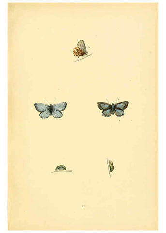 Reproducción/Reproduction 6073618306: A history of British butterflies London :John C. Nimmo,1890