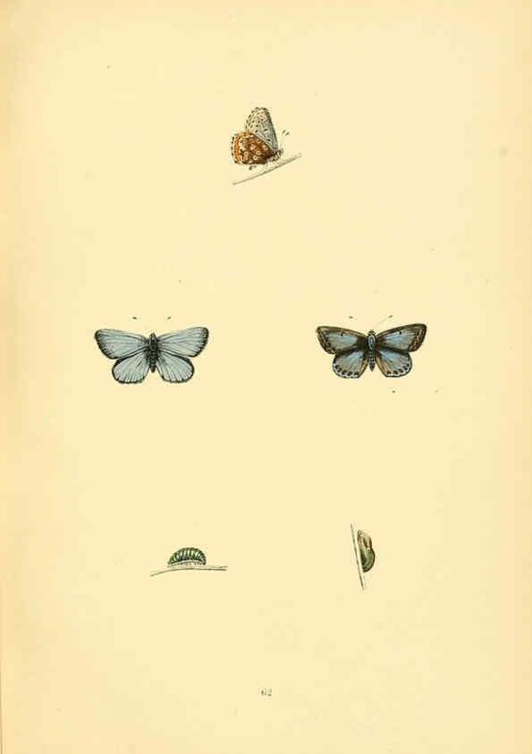 Reproducción/Reproduction 6073618306: A history of British butterflies London :John C. Nimmo,1890