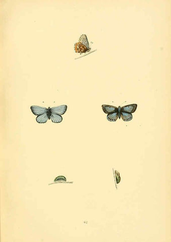 Reproducción/Reproduction 6073618306: A history of British butterflies London :John C. Nimmo,1890