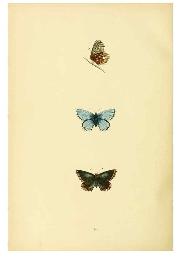 Reproducción/Reproduction 6073618872: A history of British butterflies London :John C. Nimmo,1890