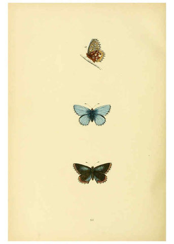 Reproducción/Reproduction 6073618872: A history of British butterflies London :John C. Nimmo,1890