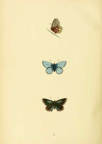 Reproducción/Reproduction 6073618872: A history of British butterflies London :John C. Nimmo,1890