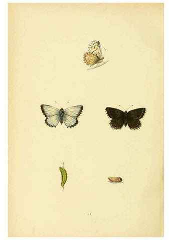 Reproducción/Reproduction 6073078561: A history of British butterflies London :John C. Nimmo,1890
