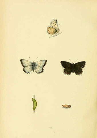 Reproducción/Reproduction 6073078561: A history of British butterflies London :John C. Nimmo,1890