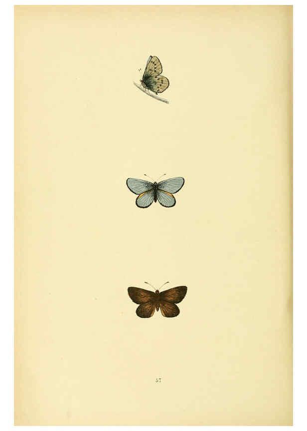 Reproducción/Reproduction 6073076575: A history of British butterflies London :John C. Nimmo,1890