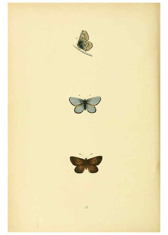 Reproducción/Reproduction 6073076575: A history of British butterflies London :John C. Nimmo,1890