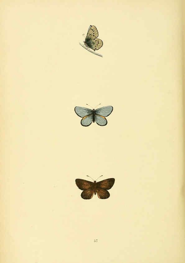 Reproducción/Reproduction 6073076575: A history of British butterflies London :John C. Nimmo,1890