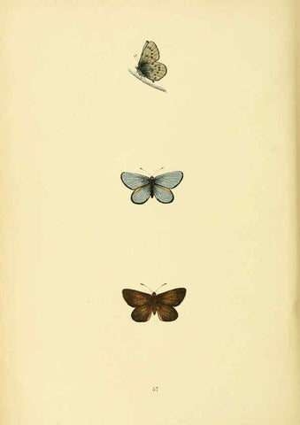 Reproducción/Reproduction 6073076575: A history of British butterflies London :John C. Nimmo,1890