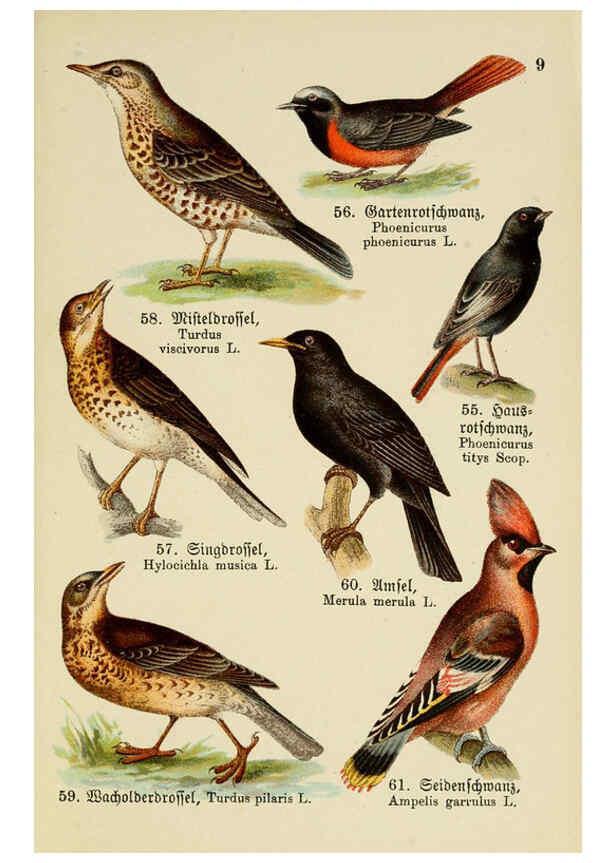 Reproducción/Reproduction 6076322891: Schreibers kleiner Atlas der einheimischen Vögel. v.1. Esslinger,J.F. Schreiber[n.d.] 