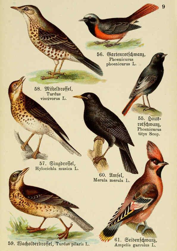 Reproducción/Reproduction 6076322891: Schreibers kleiner Atlas der einheimischen Vögel. v.1. Esslinger,J.F. Schreiber[n.d.] 