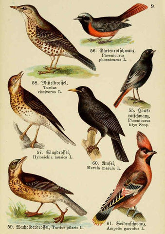 Reproducción/Reproduction 6076322891: Schreibers kleiner Atlas der einheimischen Vögel. v.1. Esslinger,J.F. Schreiber[n.d.] 