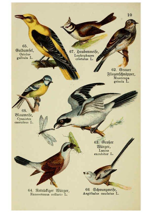 Reproducción/Reproduction 6076859482: Schreibers kleiner Atlas der einheimischen Vögel. v.1. Esslinger,J.F. Schreiber[n.d.] 