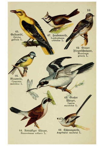 Reproducción/Reproduction 6076859482: Schreibers kleiner Atlas der einheimischen Vögel. v.1. Esslinger,J.F. Schreiber[n.d.] 