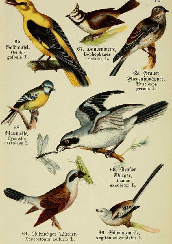 Reproducción/Reproduction 6076859482: Schreibers kleiner Atlas der einheimischen Vögel. v.1. Esslinger,J.F. Schreiber[n.d.] 