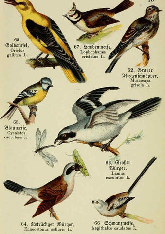 Reproducción/Reproduction 6076859482: Schreibers kleiner Atlas der einheimischen Vögel. v.1. Esslinger,J.F. Schreiber[n.d.] 