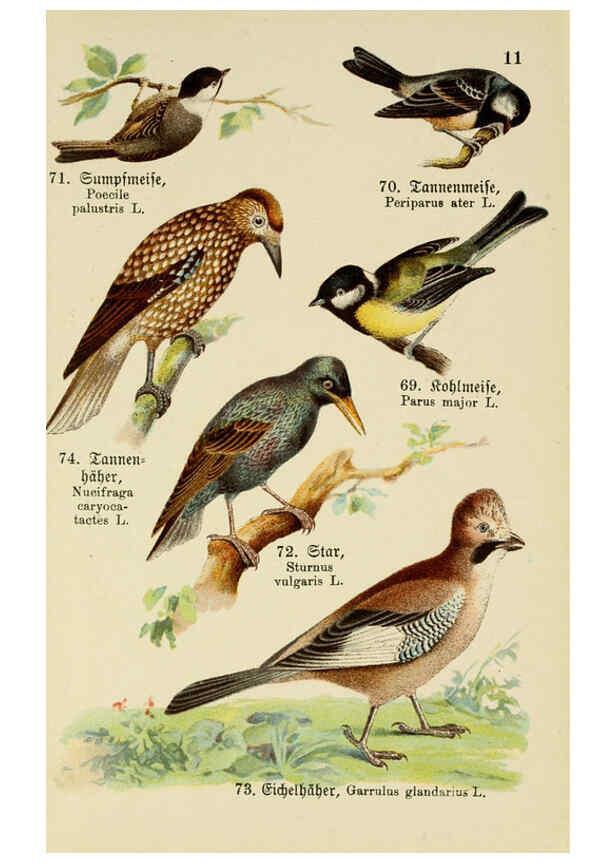 Reproducción/Reproduction 6076323521: Schreibers kleiner Atlas der einheimischen Vögel. v.1. Esslinger,J.F. Schreiber[n.d.] 