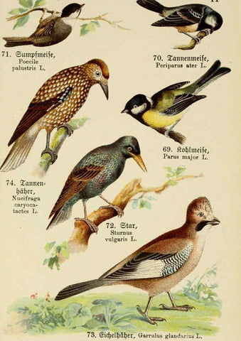 Reproducción/Reproduction 6076323521: Schreibers kleiner Atlas der einheimischen Vögel. v.1. Esslinger,J.F. Schreiber[n.d.] 