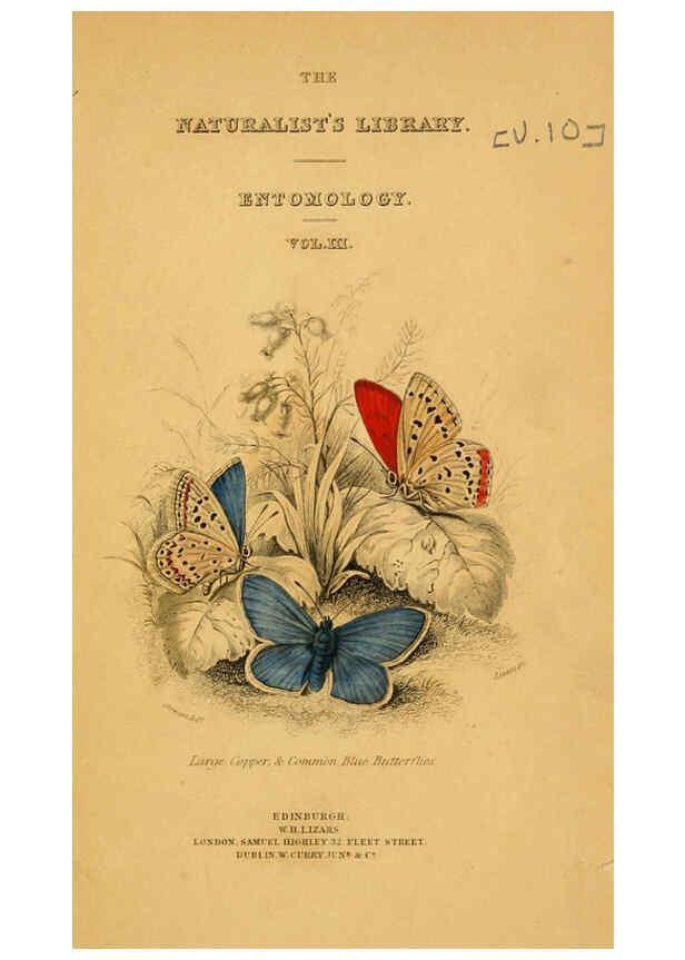 Reproducción/Reproduction 6077212410: The natural history of British butterflies Dublin :S. Highley ;1840