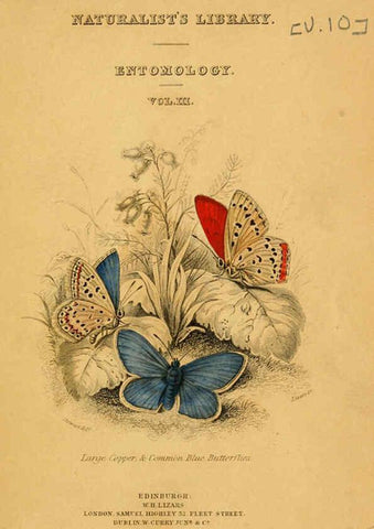 Reproducción/Reproduction 6077212410: The natural history of British butterflies Dublin :S. Highley ;1840