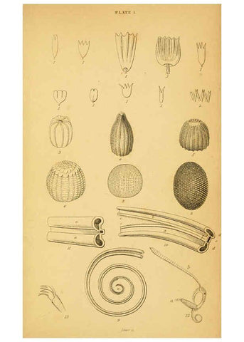Reproducción/Reproduction 6076673957: The natural history of British butterflies Dublin :S. Highley ;1840