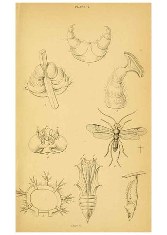 Reproducción/Reproduction 6077212848: The natural history of British butterflies Dublin :S. Highley ;1840