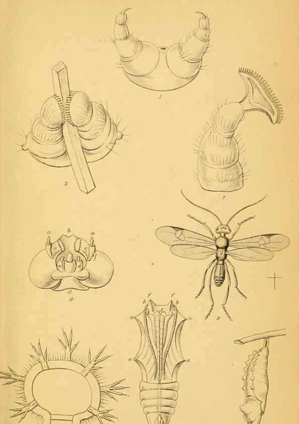 Reproducción/Reproduction 6077212848: The natural history of British butterflies Dublin :S. Highley ;1840