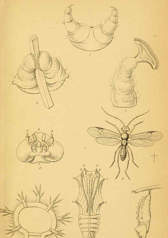 Reproducción/Reproduction 6077212848: The natural history of British butterflies Dublin :S. Highley ;1840