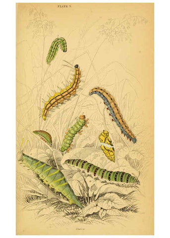 Reproducción/Reproduction 6077213168: The natural history of British butterflies Dublin :S. Highley ;1840