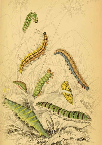 Reproducción/Reproduction 6077213168: The natural history of British butterflies Dublin :S. Highley ;1840